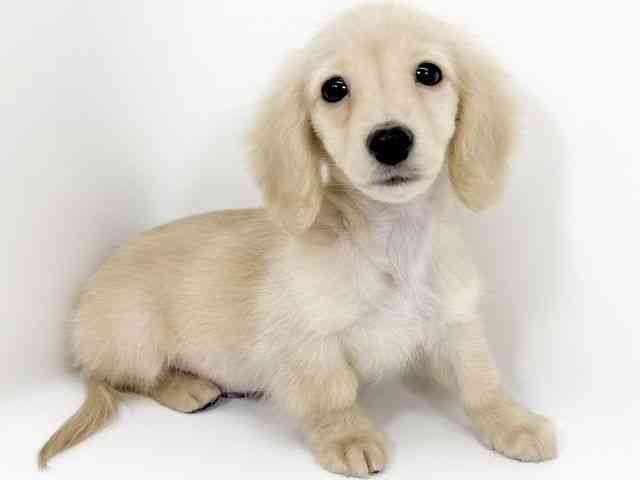 京都府のミニチュアダックスフンド(ロング) (ひごペットフレンドリーイズミヤショッピングセンター八幡店/2025年12月1日生まれ/男の子/イエロー)の子犬の2枚目の画像