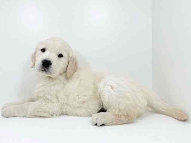 京都府のゴールデンレトリバー (ひごペットフレンドリーイズミヤショッピングセンター八幡店/2025年12月3日生まれ/男の子/クリーム)の子犬の2枚目の画像