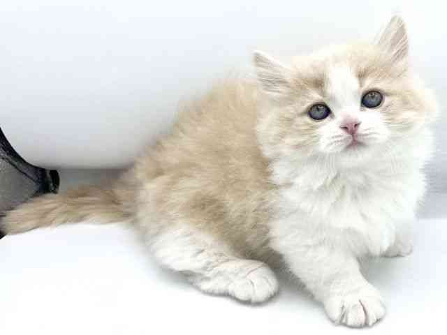 大阪府のミヌエット (ひごペットフレンドリーららぽーとEXPOCITY店/2025年12月3日生まれ/女の子/クリームタビーホワイト)の子猫の2枚目の画像