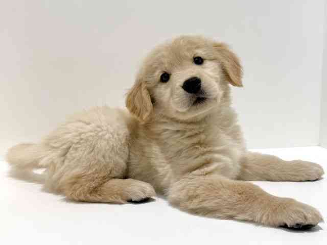 大阪府のゴールデンレトリバー (ひごペットフレンドリーイオン高槻店/2025年12月2日生まれ/女の子/ゴールデン)の子犬の2枚目の画像