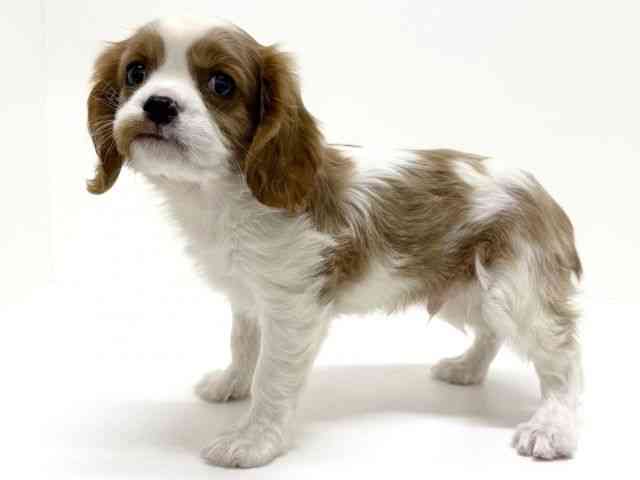 大阪府のキャバリアキングチャールズスパニエル (ひごペットフレンドリーくずはモール店/2025年12月2日生まれ/男の子/ブレンハイム)の子犬の2枚目の画像