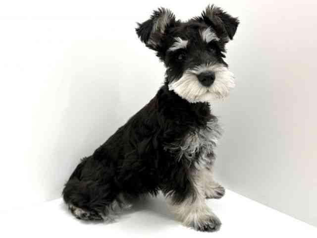 大阪府のミニチュアシュナウザー (ひごペットフレンドリーくずはモール店/2025年12月2日生まれ/女の子/ブラックシルバー)の子犬の2枚目の画像