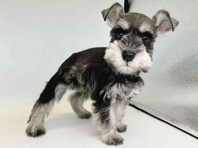 大阪府のミニチュアシュナウザー (ひごペットフレンドリー瓜破店/2025年12月2日生まれ/女の子/ソルトペッパー)の子犬の2枚目の画像