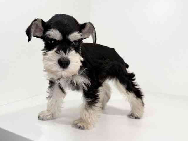 兵庫県のミニチュアシュナウザー (ひごペットフレンドリーイトーヨーカドー明石店/2025年12月2日生まれ/男の子/ブラックシルバー)の子犬の2枚目の画像