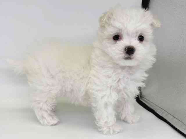 大阪府のビションフリーゼ (ひごペットフレンドリー瓜破店/2025年12月3日生まれ/女の子/ホワイト)の子犬の2枚目の画像