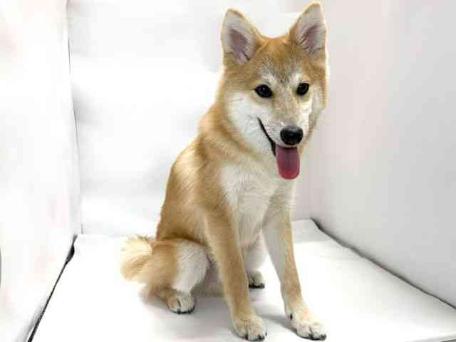 愛媛県のポメ柴/豆ポメ/ポメ豆柴(ポメラニアン×柴犬) (ひごペットフレンドリーイオンモール今治新都市店/2025年9月13日生まれ/男の子/赤)の子犬の2枚目の画像