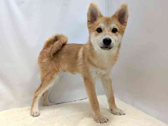 広島県のポメ柴/豆ポメ/ポメ豆柴(ポメラニアン×柴犬) (ひごペットフレンドリーゆめタウン廿日市店/2025年9月13日生まれ/男の子/赤)の子犬の2枚目の画像