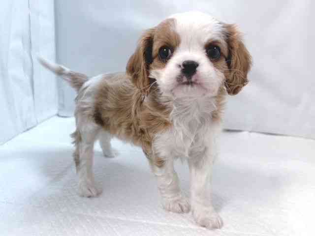 大阪府のキャバリアキングチャールズスパニエル (ひごペットフレンドリー堺プラットプラット店/2025年12月1日生まれ/男の子/ブレンハイム)の子犬の2枚目の画像