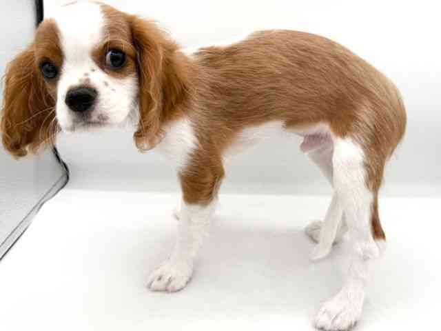 大阪府のキャバリアキングチャールズスパニエル (ひごペットフレンドリーイオンそよら海老江店/2025年12月1日生まれ/男の子/ブレンハイム)の子犬の2枚目の画像