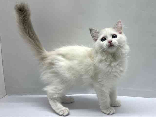 大阪府のラグドール (ひごペットフレンドリーベルファⅡ都島店/2025年12月4日生まれ/女の子/ブルーポイントバイカラー)の子猫の2枚目の画像