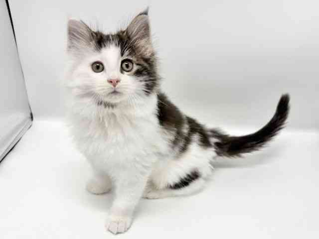 大阪府のノルウェージャンフォレストキャット (ひごペットフレンドリーイオンタウン豊中庄内店/2025年12月3日生まれ/男の子/ブラウンタビーホワイト)の子猫の2枚目の画像