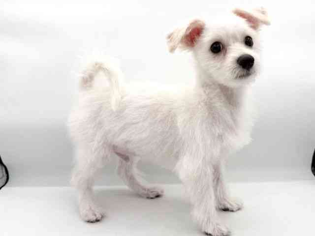 大阪府のマルプー(マルチーズ×プードル) (ひごペットフレンドリーイオンそよら海老江店/2025年12月3日生まれ/男の子/ホワイト)の子犬の2枚目の画像