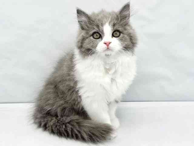 大阪府のブリティッシュロングヘアー (ひごペットフレンドリーイトーヨーカドー津久野店/2025年11月26日生まれ/男の子/ブルーホワイト)の子猫の2枚目の画像