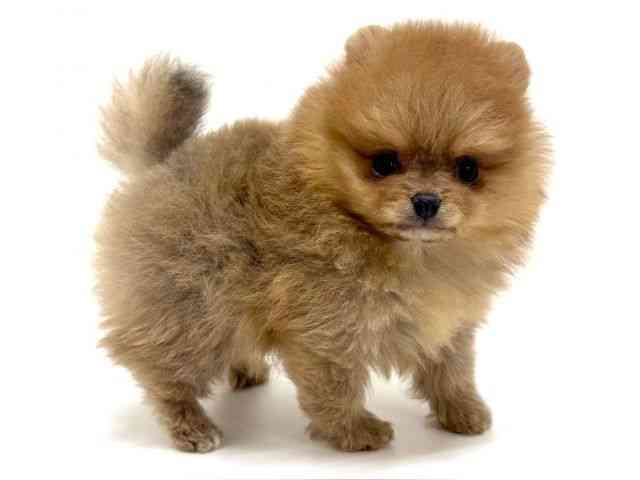 大阪府のポメラニアン (ひごペットフレンドリーくずはモール店/2025年12月3日生まれ/女の子/オレンジ)の子犬の2枚目の画像