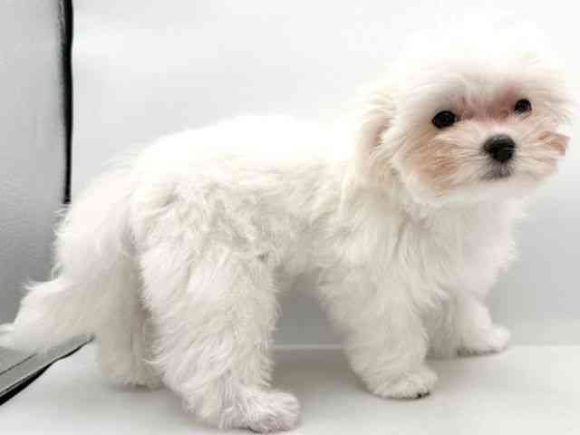 大阪府のマルチーズ (ひごペットフレンドリーイオンそよら海老江店/2025年11月24日生まれ/女の子/ホワイト)の子犬の2枚目の画像