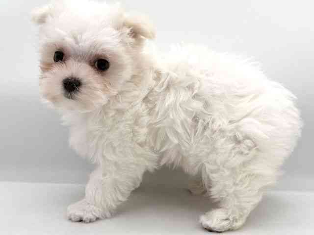 大阪府のマルチーズ (ひごペットフレンドリーイオンそよら海老江店/2025年11月24日生まれ/女の子/ホワイト)の子犬の2枚目の画像