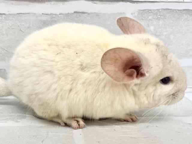 チンチラ[カラー：ホワイト] | ひごペットフレンドリー 【 公式サイト 】