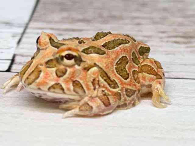 クランウェルツノガエル[【グリーン】] | ひごペットフレンドリー