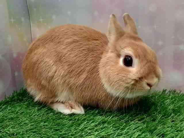 血統書付ネザーランド[体重832gの極小サイズのうさぎさん♪【カラー