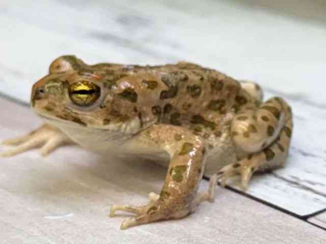 その他[【エジプトミドリヒキガエル】] | ひごペットフレンドリー