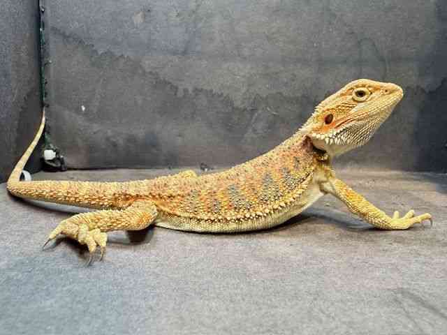 フトアゴヒゲトカゲ[【ファンシーカラー】] | ひごペットフレンドリー