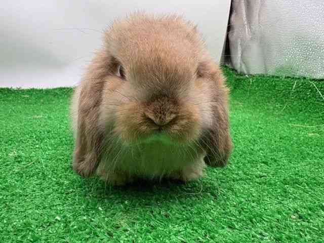 血統書付ロップイヤー[【フォーン】] | ひごペットフレンドリー