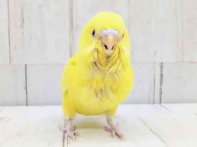 セキセイインコ[【ルチノー】フェスタ開催中！2026年3月31日まで特別