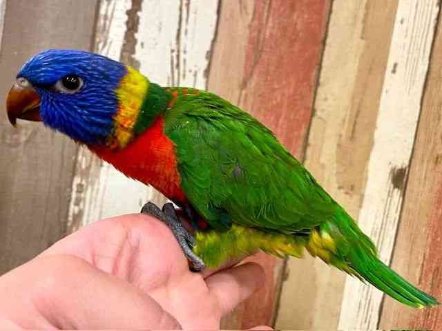ゴシキセイガイインコ[【ゴシキセイガイインコ】☆超陽キャな鳥さん
