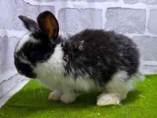 ロップイヤー[ブロークンブラック] | ひごペットフレンドリー 【 公式