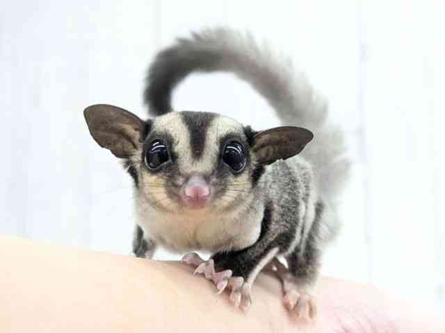 フクロモモンガ[【ノーマル】フェスタ開催中！2026年2月23日まで特別