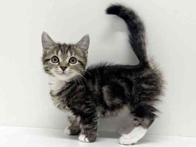 大阪府のマンチカン (ひごペットフレンドリーくずはモール店/2025年10月26日生まれ/男の子/ブラウンタビーホワイト)の子猫の2枚目の画像