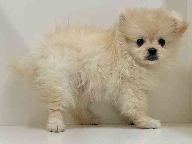 奈良県のハーフ犬・ミックス犬 (ひごペットフレンドリーイオンモール橿原ウエスト・ビレッジ店/2025年11月28日生まれ/女の子/クリーム)の子犬の2枚目の画像