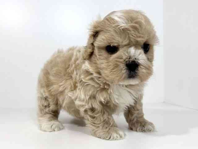 兵庫県のハーフ犬・ミックス犬 (ひごペットフレンドリーイトーヨーカドー明石店/2025年12月5日生まれ/男の子/クリーム)の子犬の2枚目の画像