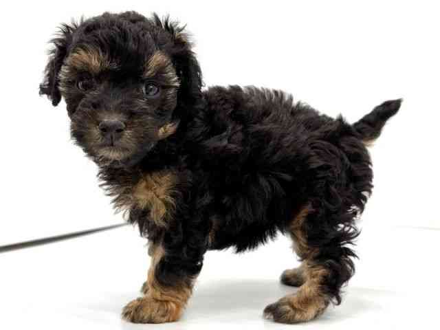 大阪府のトイプードル(トイ) (ひごペットフレンドリーイオンタウン茨木太田店/2025年12月7日生まれ/女の子/ブラックタン)の子犬の2枚目の画像