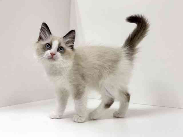 愛知県のラグドール (ひごペットフレンドリーイトーヨーカドー知多店/2025年12月5日生まれ/女の子/シールポイントバイカラー)の子猫の2枚目の画像