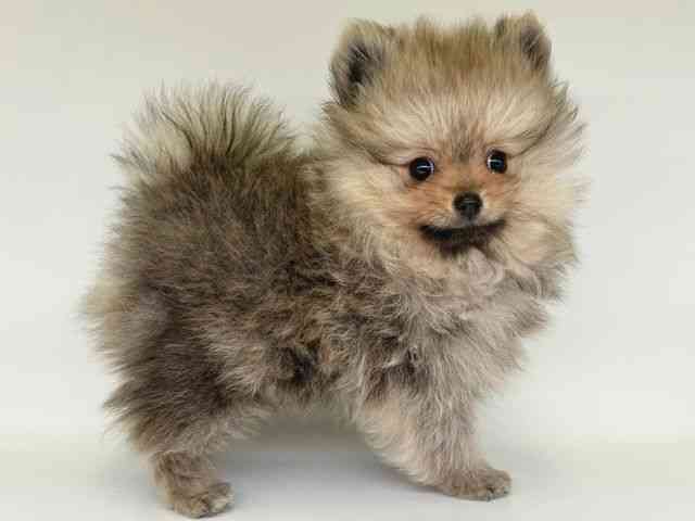 大阪府のポメラニアン (ひごペットフレンドリー瓜破店/2025年12月7日生まれ/男の子/ウルフセーブル)の子犬の2枚目の画像