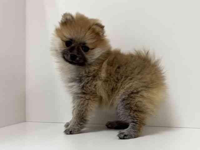 愛知県のポメラニアン (ひごペットフレンドリーイトーヨーカドー知多店/2025年12月6日生まれ/女の子/オレンジ)の子犬の2枚目の画像