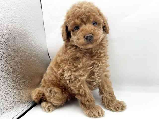 奈良県のトイプードル(トイ) (ひごペットフレンドリートナリエ大和高田店/2025年12月7日生まれ/男の子/レッド)の子犬の2枚目の画像