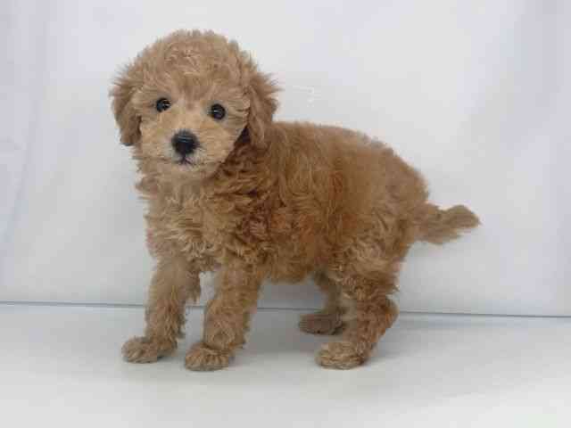 兵庫県のトイプードル(トイ) (ひごペットフレンドリーイオンタウン加古川店/2025年12月6日生まれ/女の子/アプリコット)の子犬の2枚目の画像