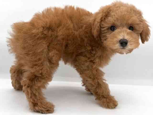 大阪府のトイプードル(トイ) (ひごペットフレンドリーイオンそよら海老江店/2025年12月6日生まれ/男の子/レッド)の子犬の2枚目の画像