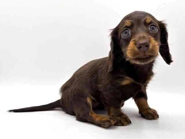 奈良県のミニチュアダックスフンド(ロング) (ひごペットフレンドリー田原本店/2025年12月5日生まれ/女の子/チョコレートタン)の子犬の2枚目の画像