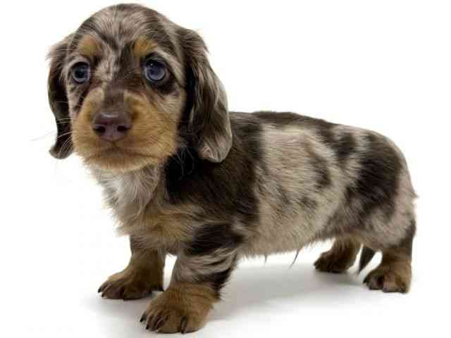 大阪府のミニチュアダックスフンド(ロング) (ひごペットフレンドリーくずはモール店/2025年12月5日生まれ/男の子/チョコレートダップル)の子犬の2枚目の画像