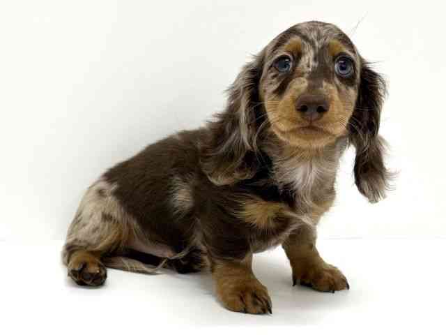 大阪府のミニチュアダックスフンド(ロング) (ひごペットフレンドリーくずはモール店/2025年12月5日生まれ/男の子/チョコレートダップル)の子犬の2枚目の画像