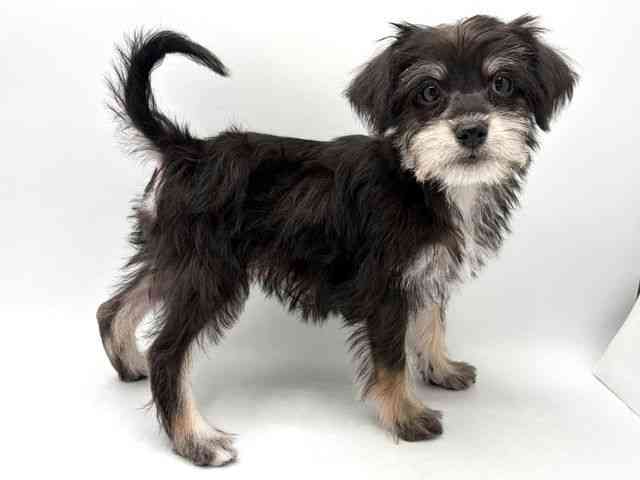 奈良県のハーフ犬・ミックス犬 (ひごペットフレンドリー田原本店/2025年12月4日生まれ/女の子/ブラック)の子犬の2枚目の画像