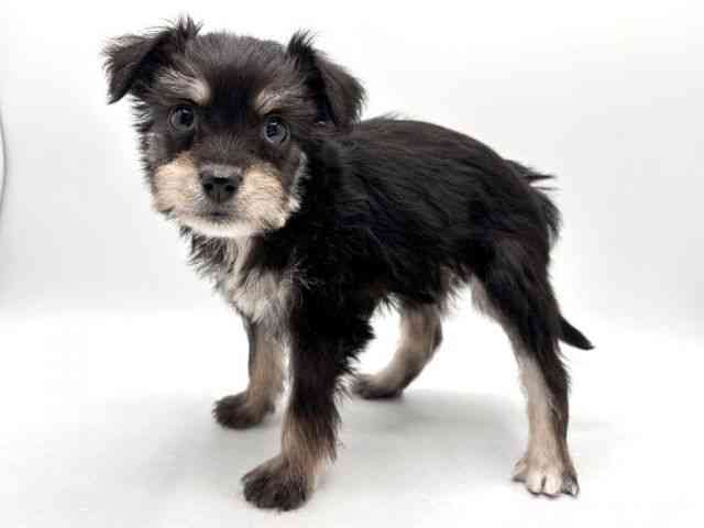 奈良県のハーフ犬・ミックス犬 (ひごペットフレンドリー田原本店/2025年12月4日生まれ/女の子/ブラック)の子犬の2枚目の画像