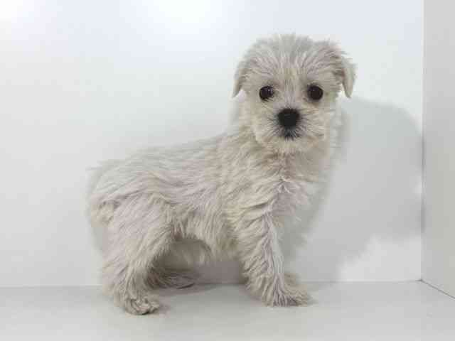 兵庫県のハーフ犬・ミックス犬 (ひごペットフレンドリーイトーヨーカドー明石店/2025年12月4日生まれ/女の子/ホワイト)の子犬の2枚目の画像