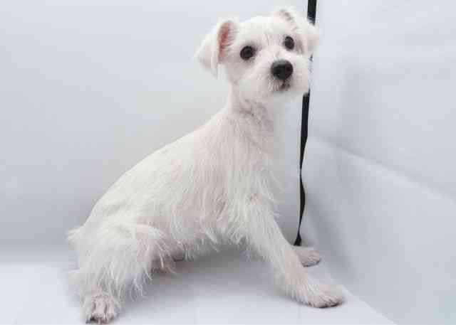 島根県のハーフ犬・ミックス犬 (ひごペットフレンドリーイオン松江ショッピングセンター店/2025年12月4日生まれ/男の子/ホワイト)の子犬の2枚目の画像