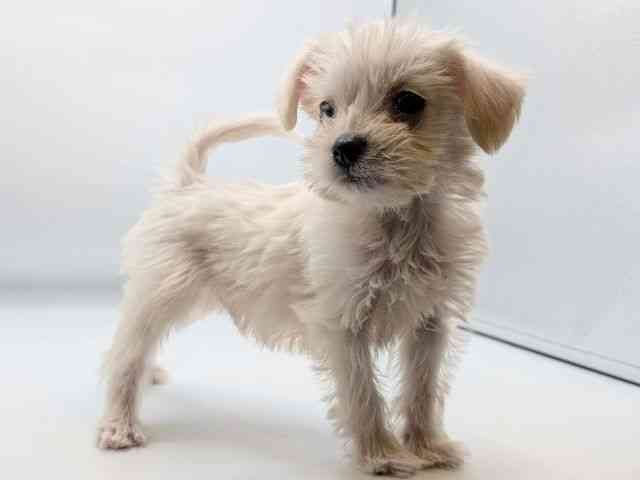 香川県のハーフ犬・ミックス犬 (ひごペットフレンドリーゆめタウン高松店/2025年12月4日生まれ/男の子/ホワイト)の子犬の2枚目の画像