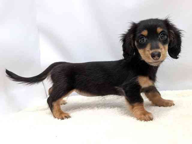 広島県のミニチュアダックスフンド(ロング) (ひごペットフレンドリーゆめタウン廿日市店/2025年12月6日生まれ/女の子/ブラックタン)の子犬の2枚目の画像