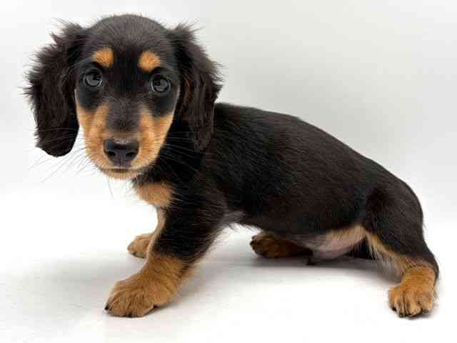 奈良県のミニチュアダックスフンド(ロング) (ひごペットフレンドリー田原本店/2025年12月6日生まれ/男の子/ブラックタン)の子犬の2枚目の画像